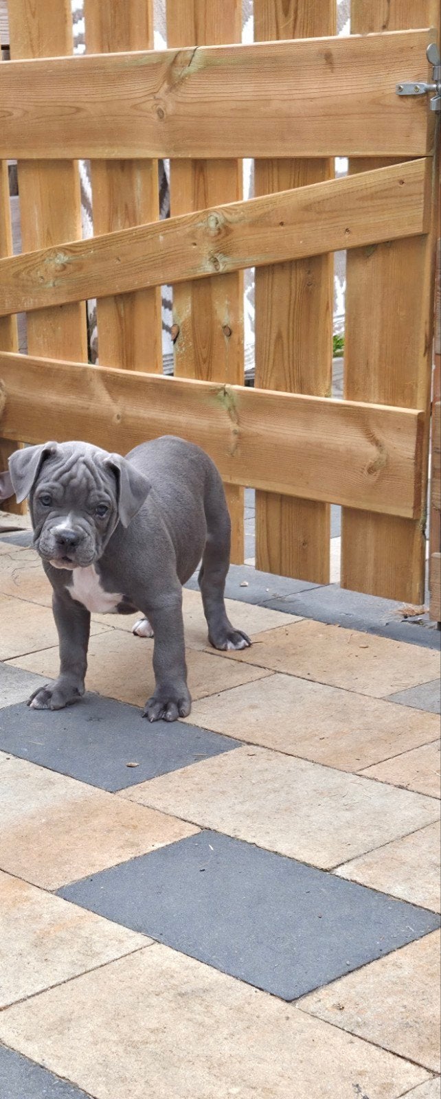 eenmalige unieke pups nog ☆2 pups beschikbaar☆, 8 tot 15 weken, Bulldog, Meerdere, Meerdere dieren