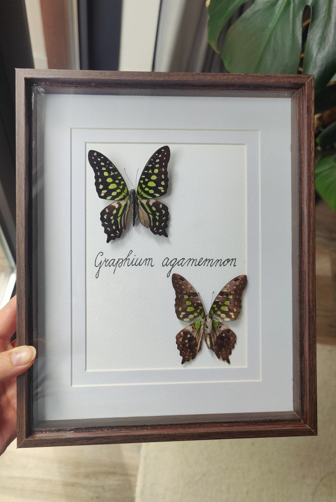 Opgezette vlinder in lijst/ taxidermie- Graphium agamemnon, Ophalen of Verzenden, Nieuw, Insect, Opgezet dier