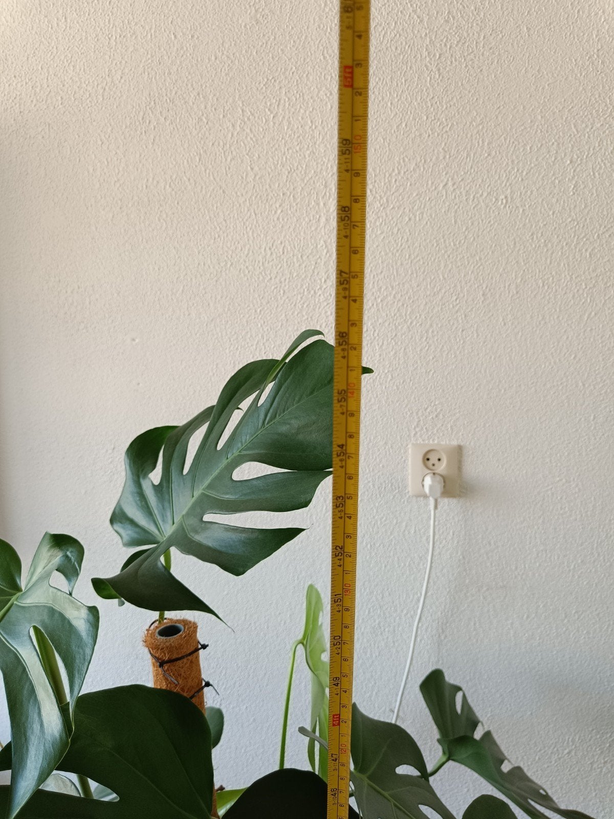 Monstera Deliciosa - 140 cm hoog, Ophalen, 100 tot 150 cm, Overige soorten, Halfschaduw