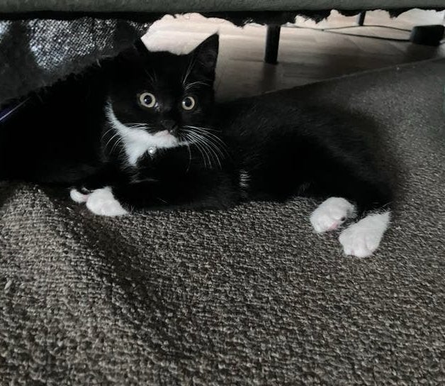 Kruising Britse kortharige kittens te koop, Meerdere dieren, Ontwormd