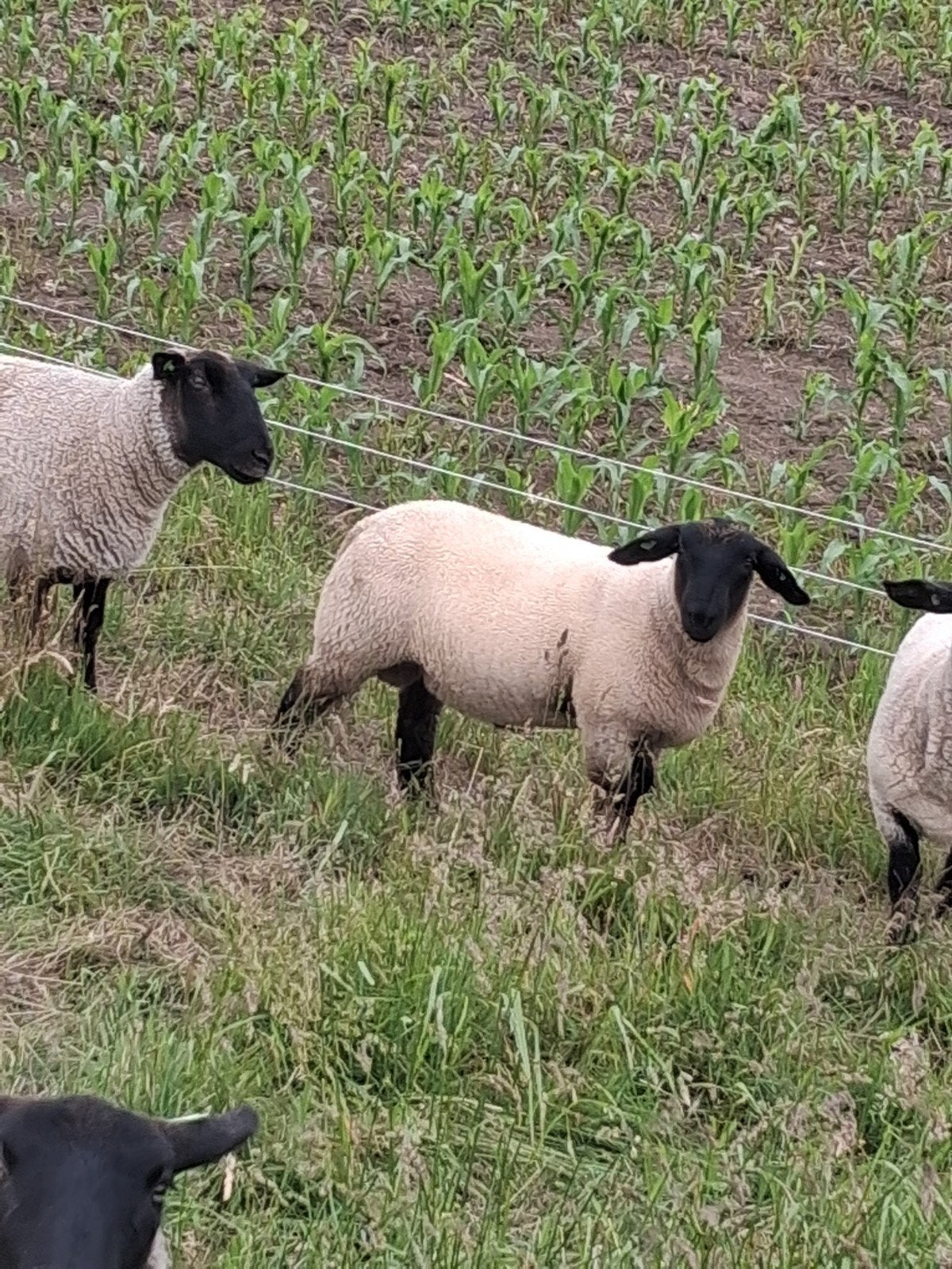 Suffolk ram lam, Dieren en Toebehoren, Mannelijk, Schaap, 0 tot 2 jaar