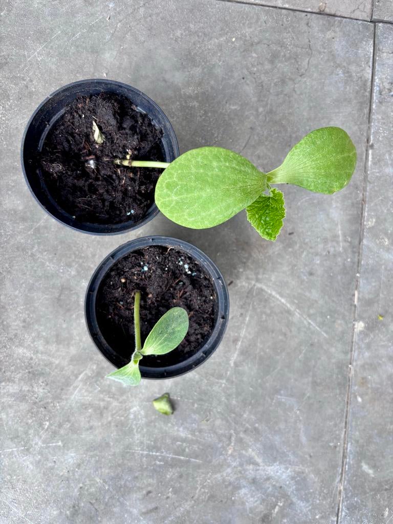 Pompoen plantjes - eetbare tuin- Kweek je eigen pompoenen!, Tuin en Terras, Volle zon, Groenteplanten, Eenjarig, Ophalen of Verzenden