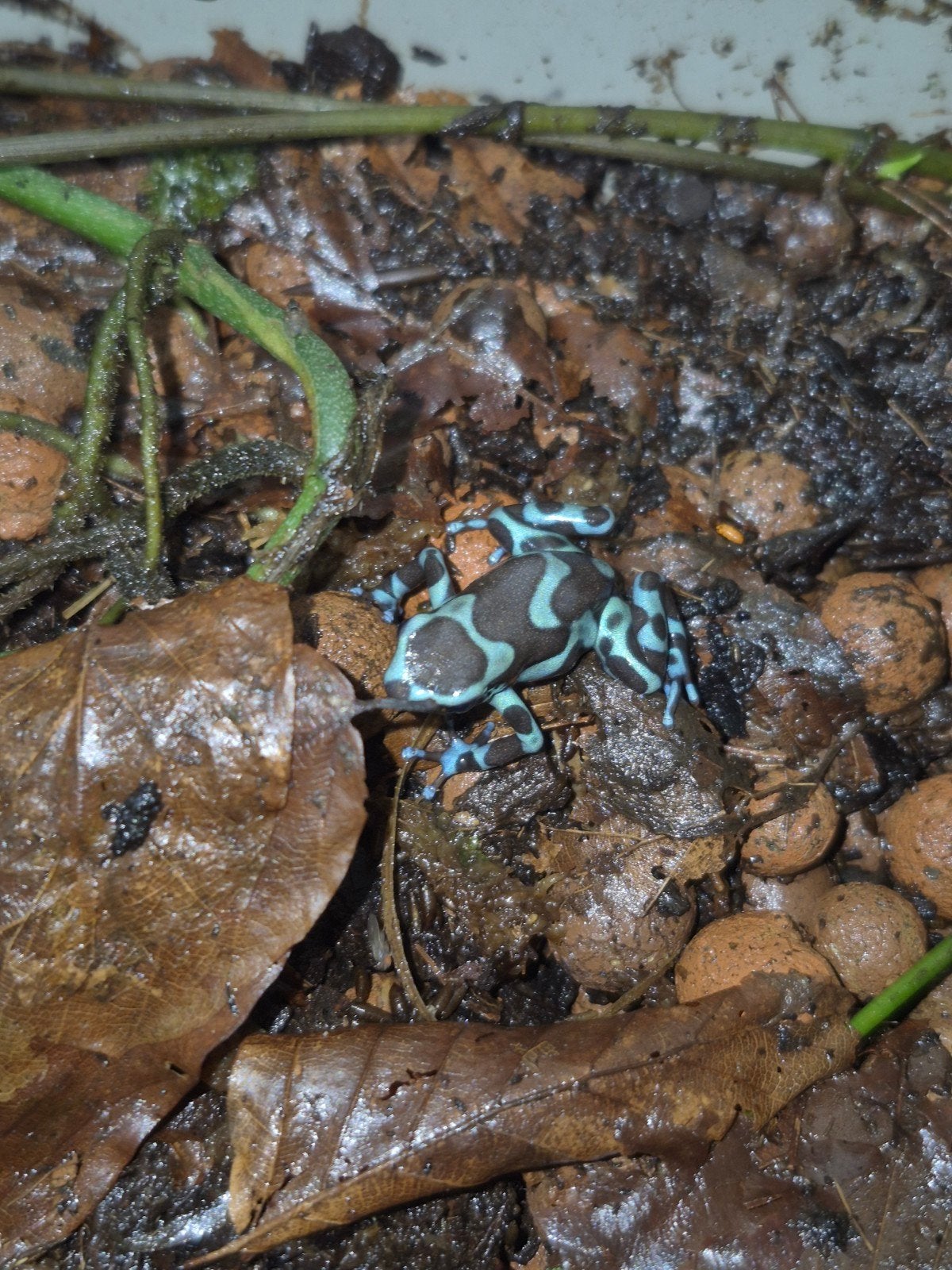 dendrobates auratus super blue Frog - unknown for sale from jasper