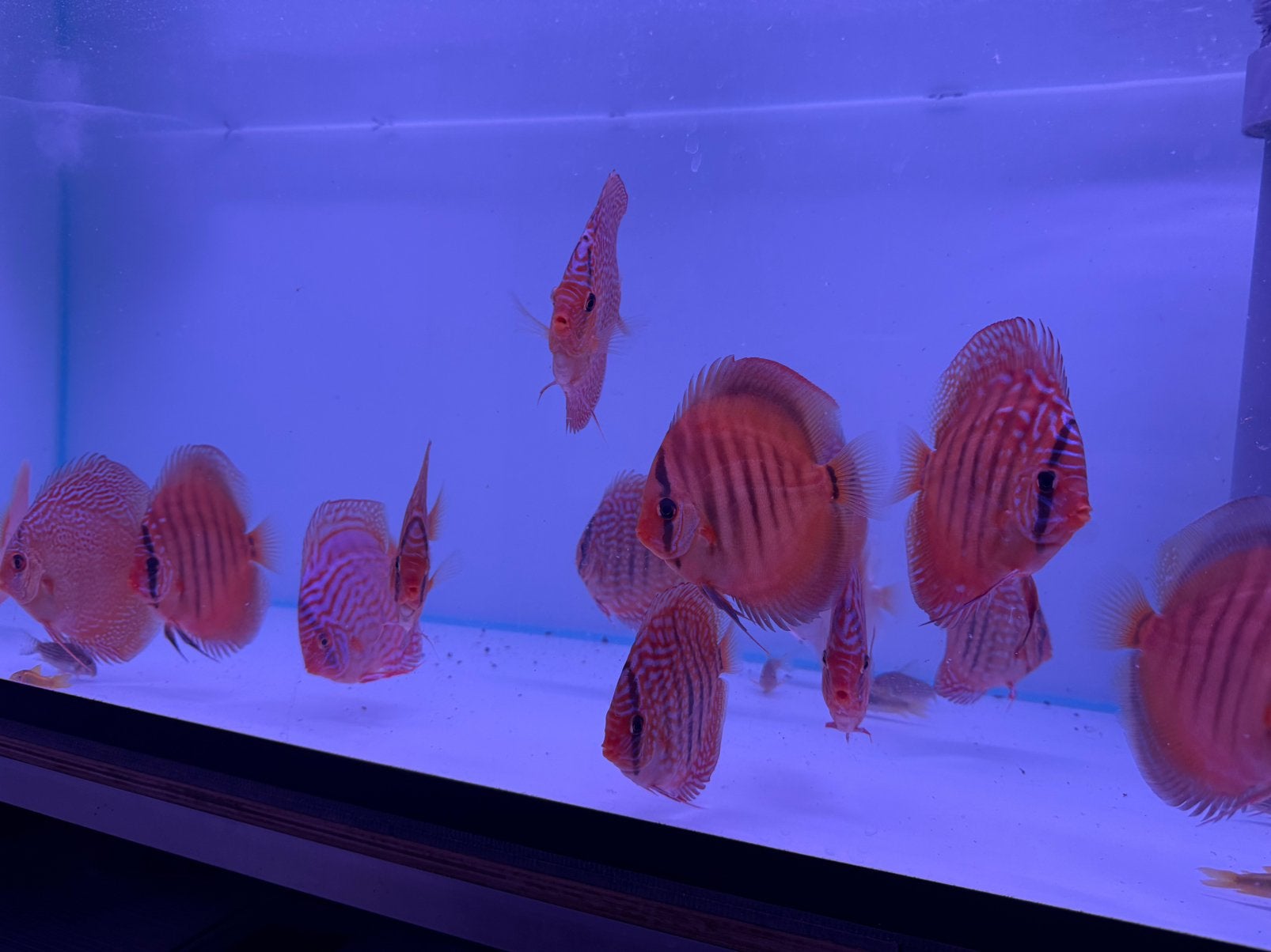 Diverse Discusvissen/Discus vanaf 8 cm tot 14 cm, Dieren en Toebehoren, Vis