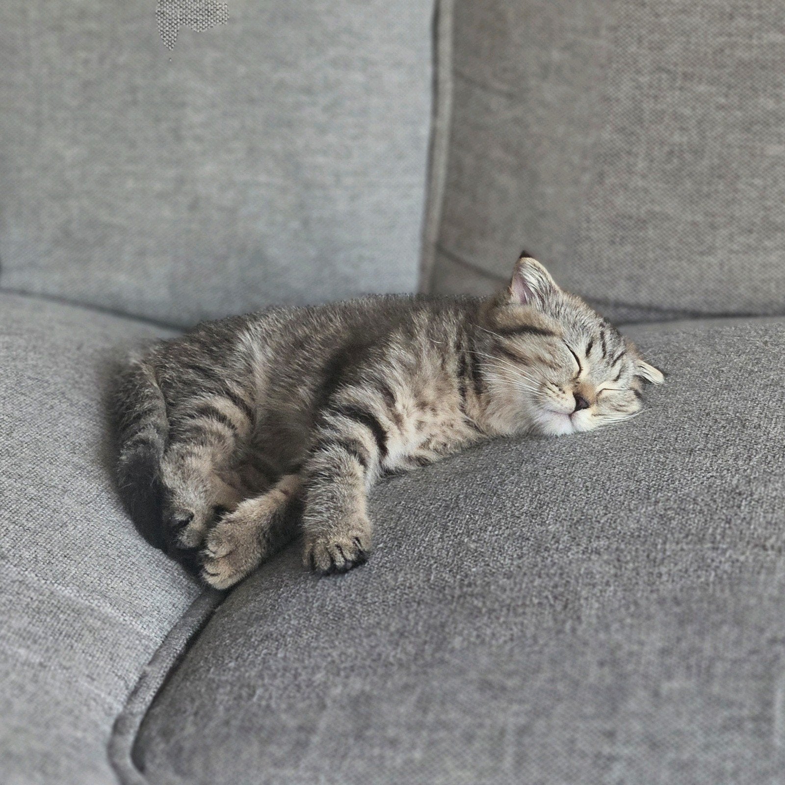 Britse korthaar kitten poes 14 wkn, Poes, Ontwormd, 0 tot 2 jaar
