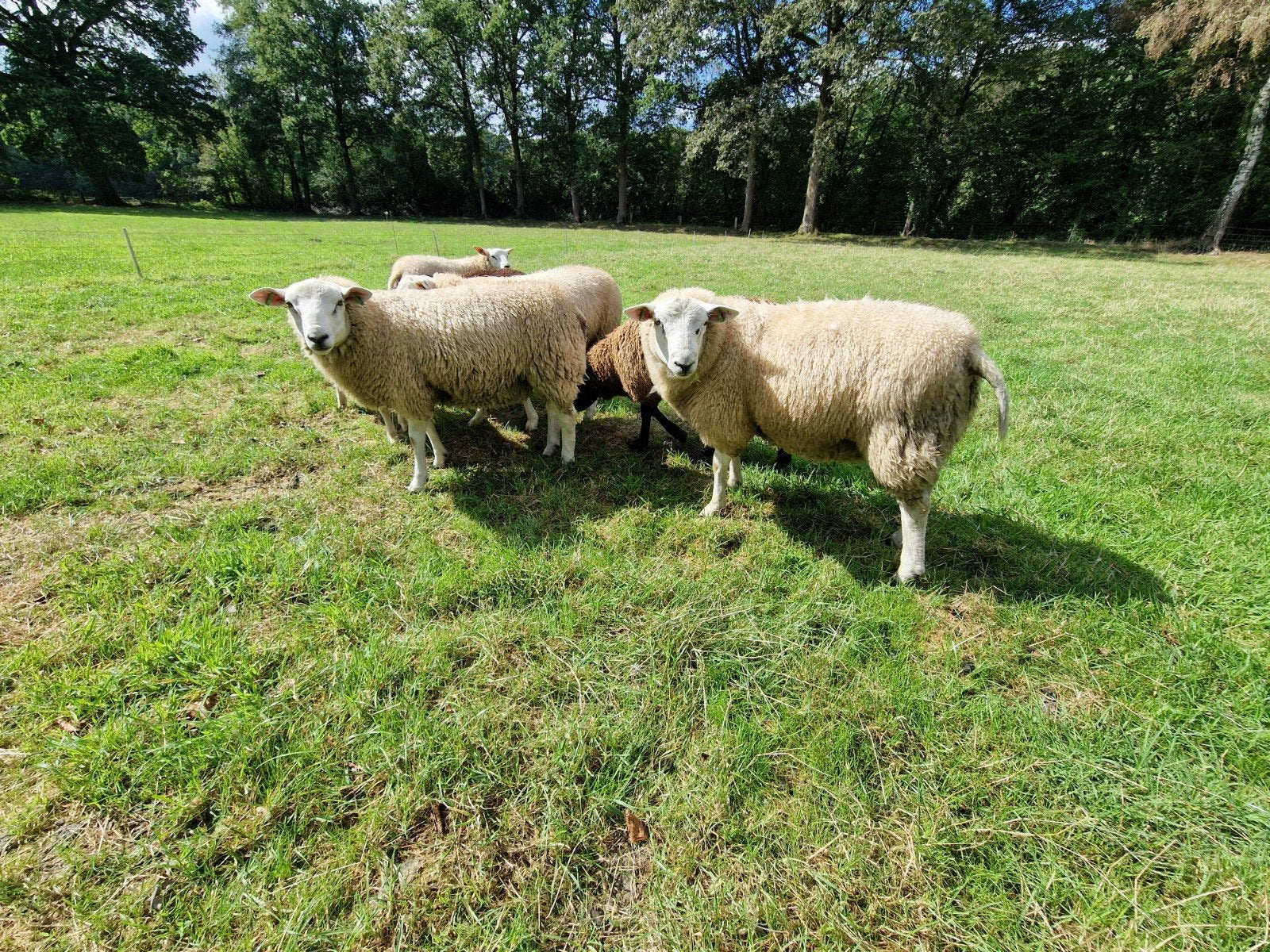 Dekrammen, Dieren en Toebehoren, Meerdere dieren, Schaap
