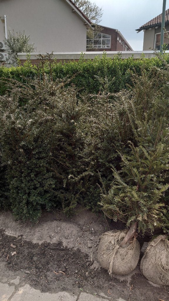 haag plant taxus baccata, Tuin en Terras, Ophalen, Taxus, Haag, 100 tot 250 cm