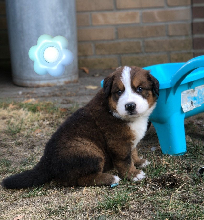 Pyreneese berghond x leonberger/ bernersennen, Parvo, 8 tot 15 weken, Groot, Meerdere
