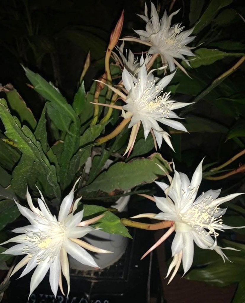 cactus - Epiphyllum oxypetalum - QUEEN OF THE NIGHT, Ophalen of Verzenden, Cactus, Volle zon, Minder dan 100 cm