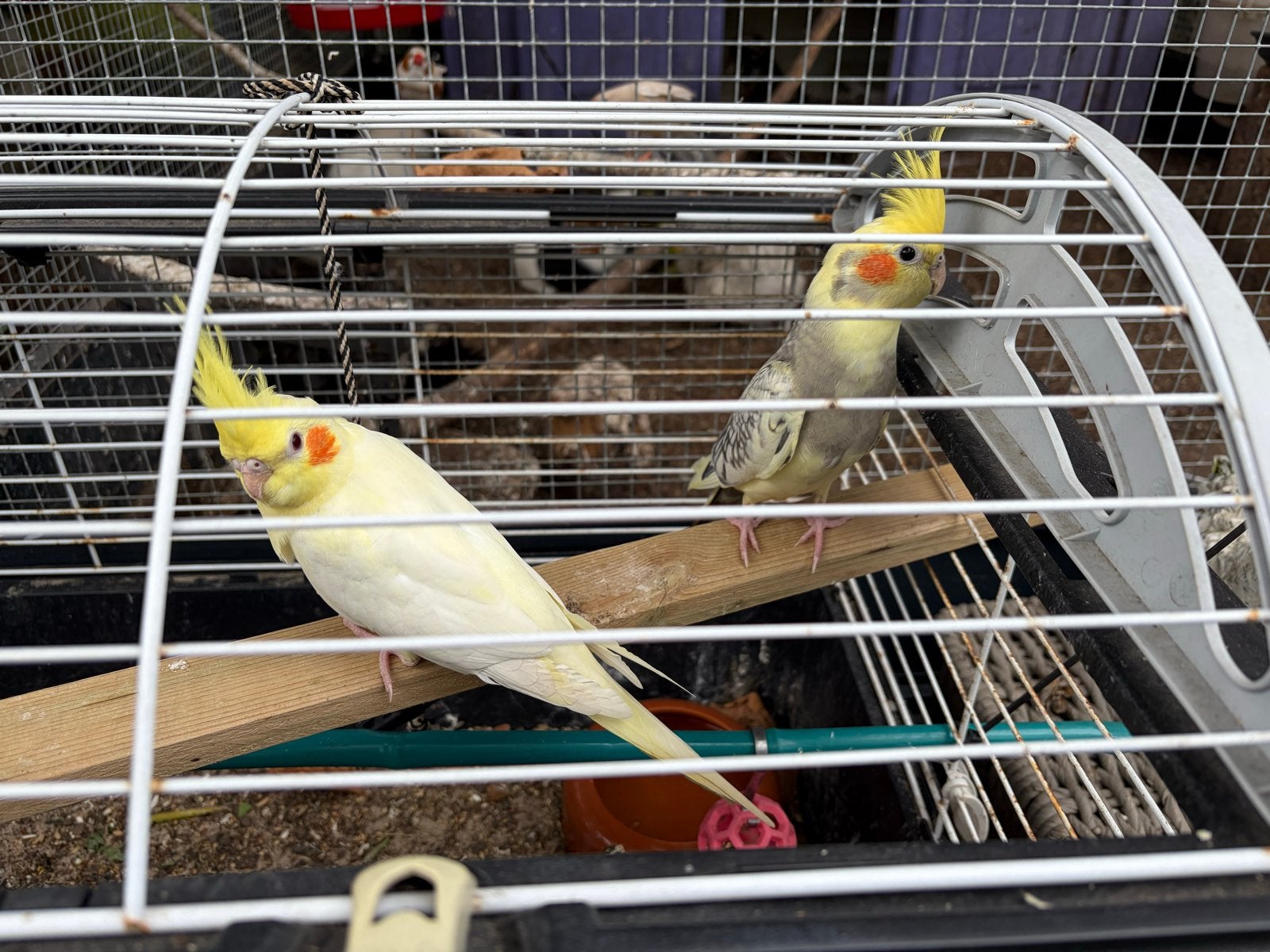 2 jonge Valkparkietjes mogen bij hun ouders weg
