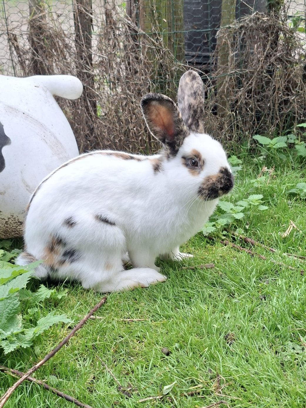 Lief, jong rijnlander rammetje (met hok), Dieren en Toebehoren, Mannelijk, Middelgroot, 0 tot 2 jaar