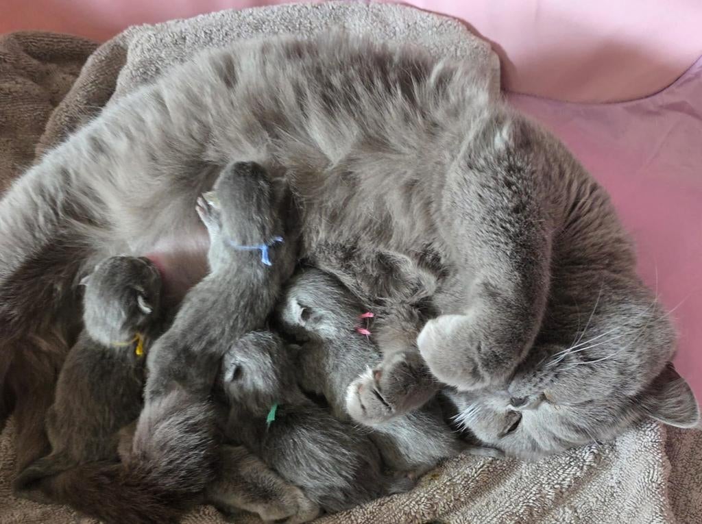 Britse korthaar kittens