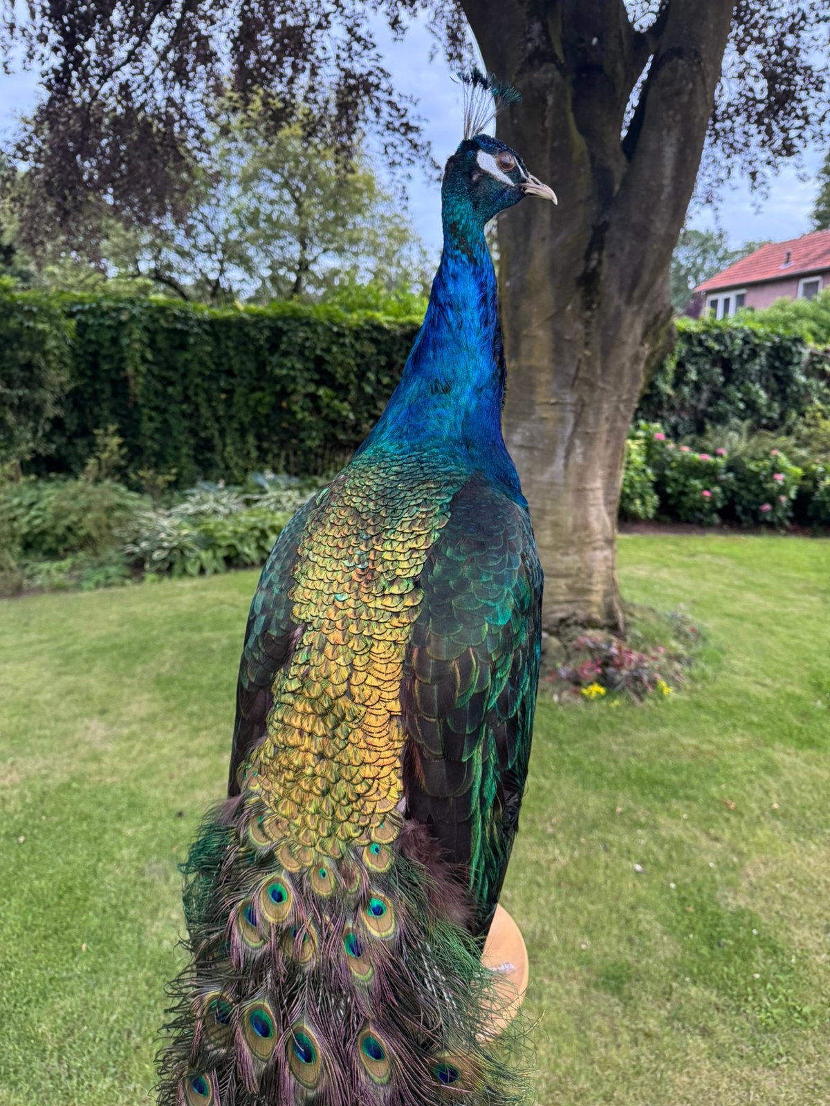 opgezette pauw, Verzamelen, Dierenverzamelingen, Ophalen, Zo goed als nieuw, Vogel, Opgezet dier