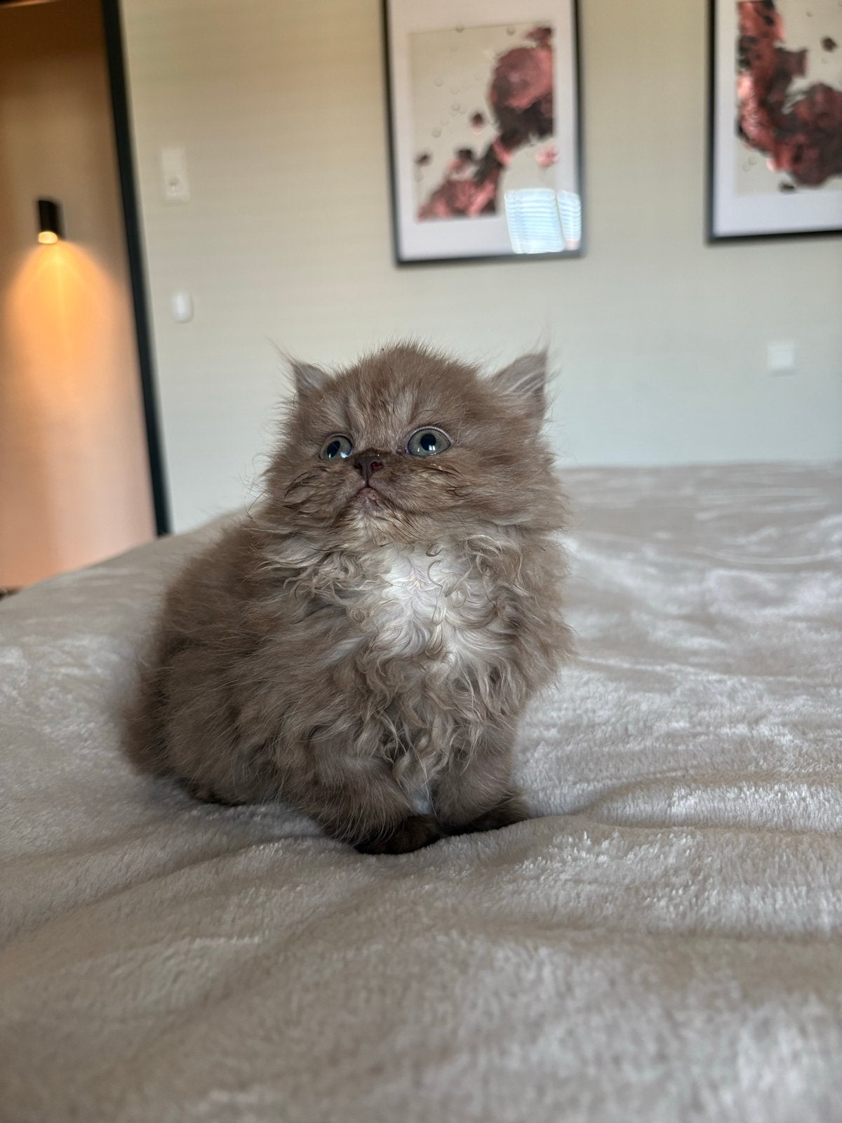 Britse langhaar kitten brown, Poes