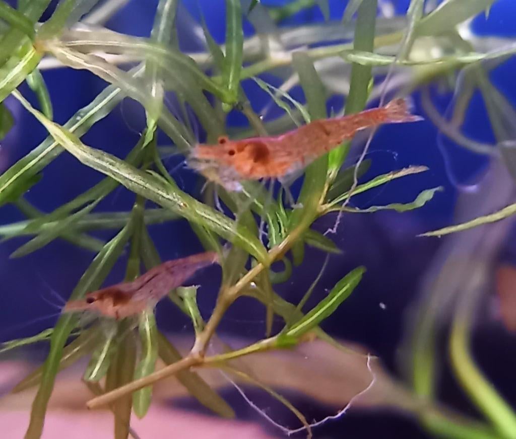 Vuurgarnaal Neocaridina dwerg garnalen licht rood / oranje, Kreeft, Krab of Garnaal