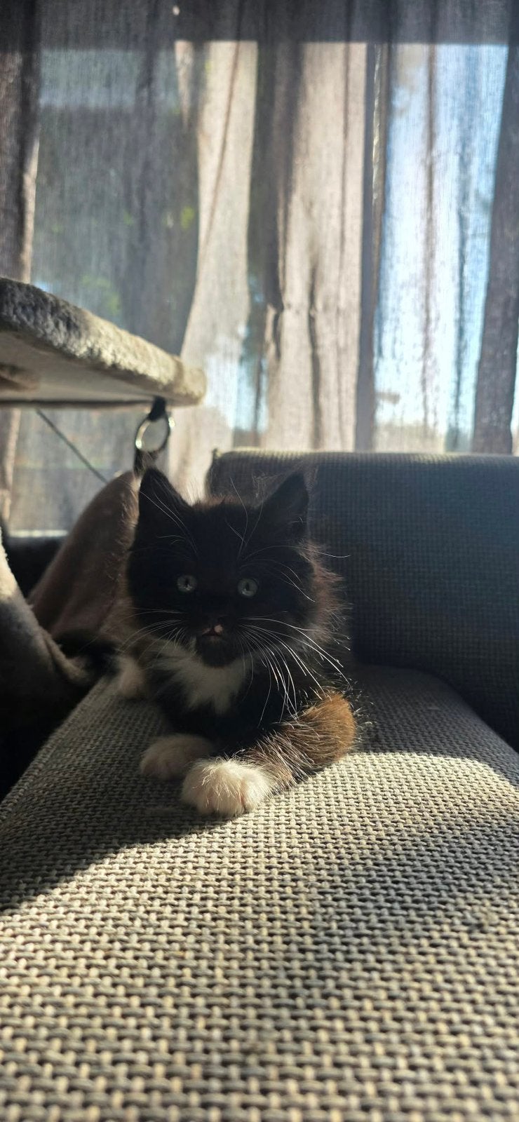 Maine Coon x Heilige Birmaan, Poes, Ontwormd