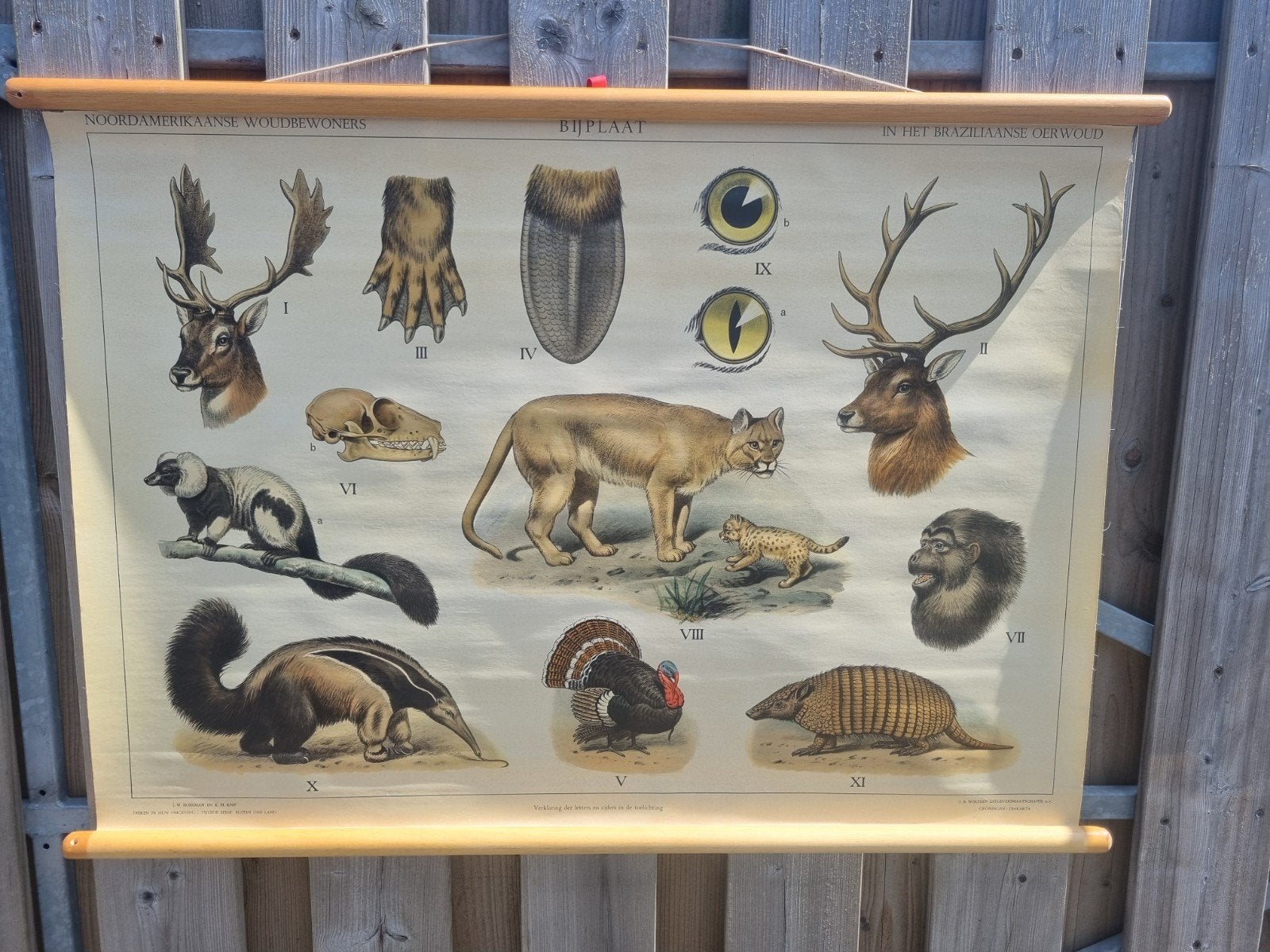 NATUUR bijplaten Koekkoek op linnen rol, Antiek en Kunst, Antiek | Schoolplaten, Ophalen, Natuur en Biologie