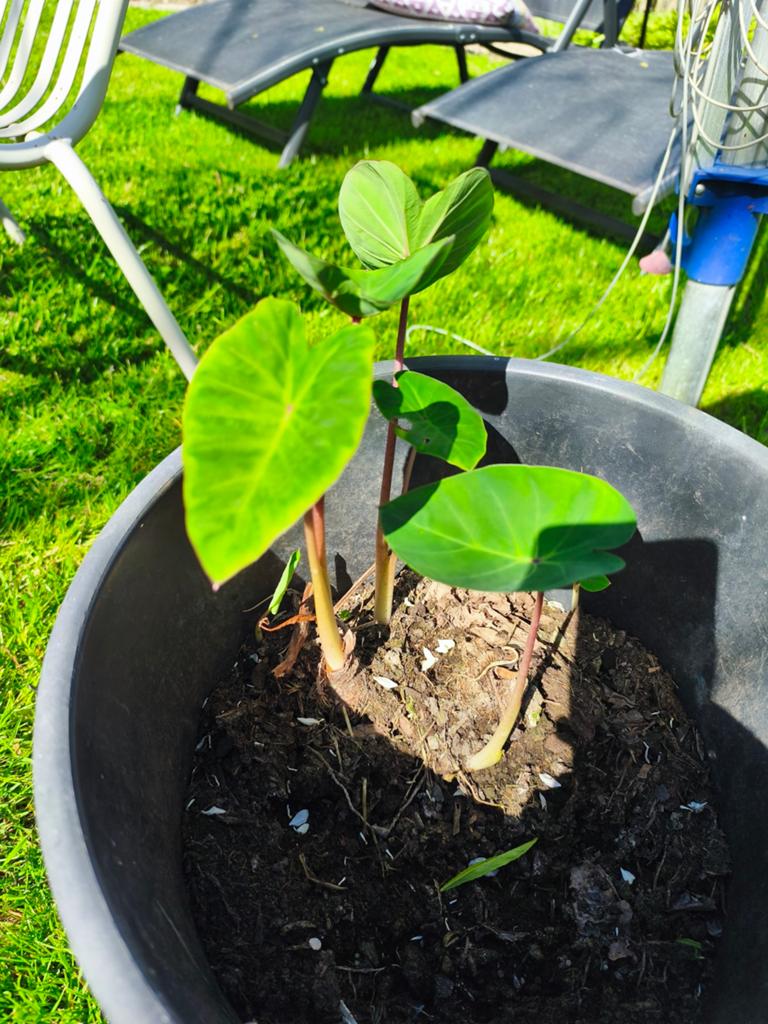 Colocasia Pink China, Tuin en Terras, Planten | Tuinplanten, Ophalen of Verzenden, Overige soorten, Volle zon