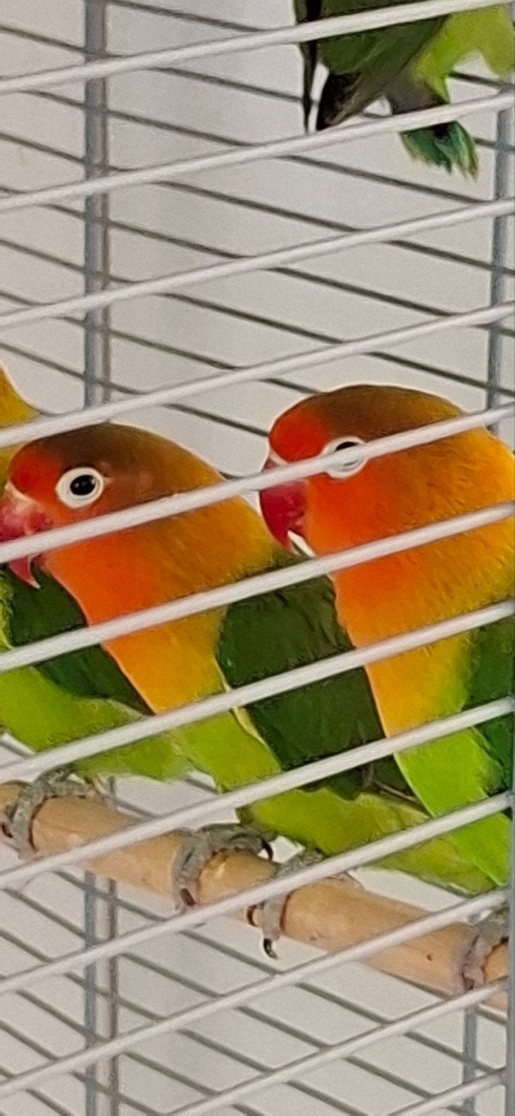 Agapornissen of dwergpapagaaien., Dieren en Toebehoren, Vogels | Parkieten en Papegaaien, Meerdere dieren, Dwergpapegaai of Agapornis