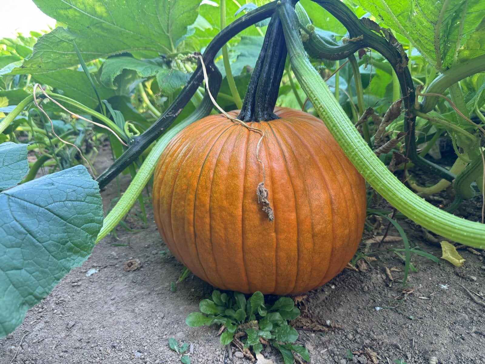 Verse pompoenen voor herfstdecoratie en Halloween, Geschikt voor snijden, Oranje, Overige thema's, Nieuw