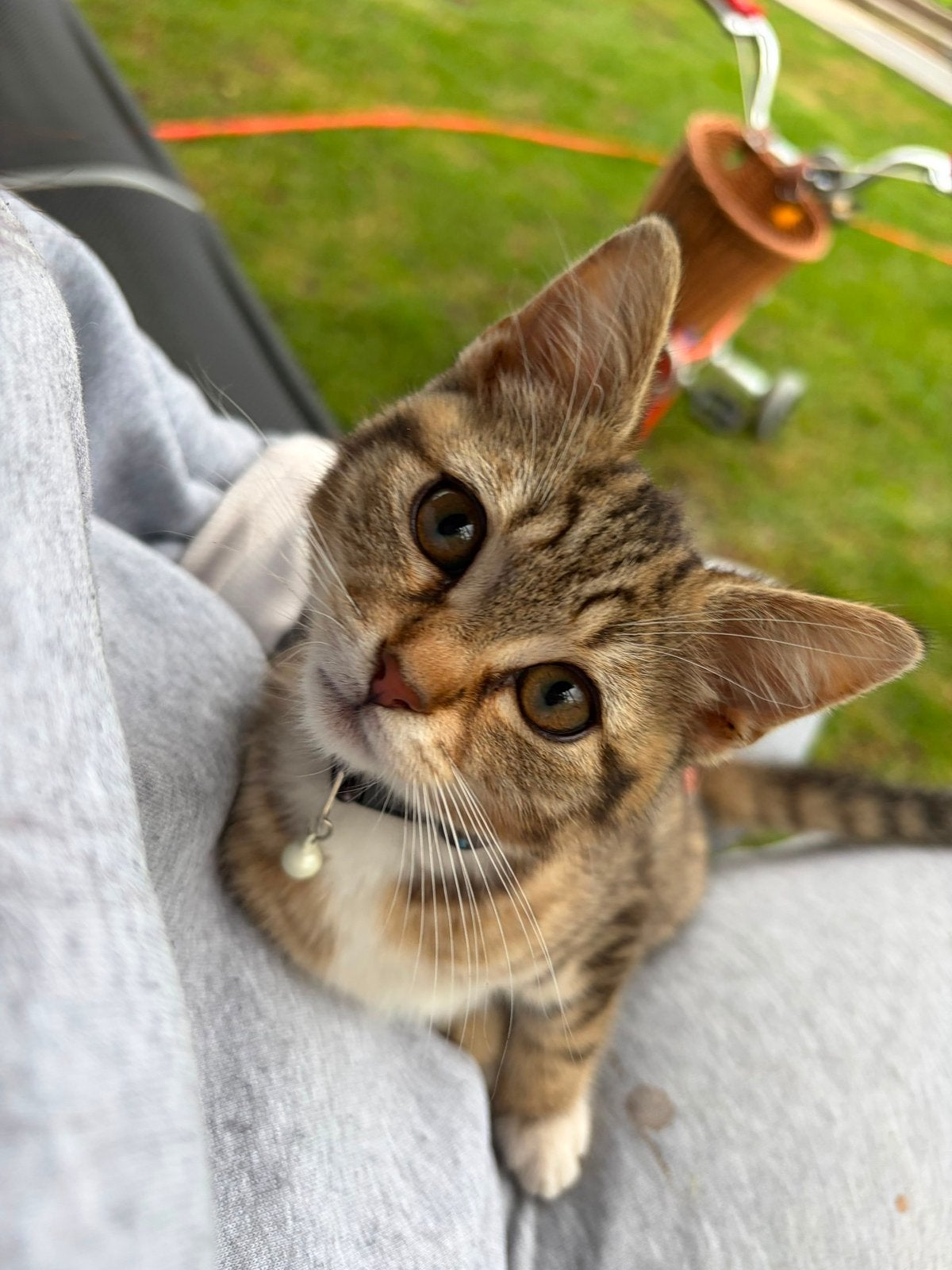 Kitten, Dieren en Toebehoren, Katten en Kittens | Overige Katten, Poes