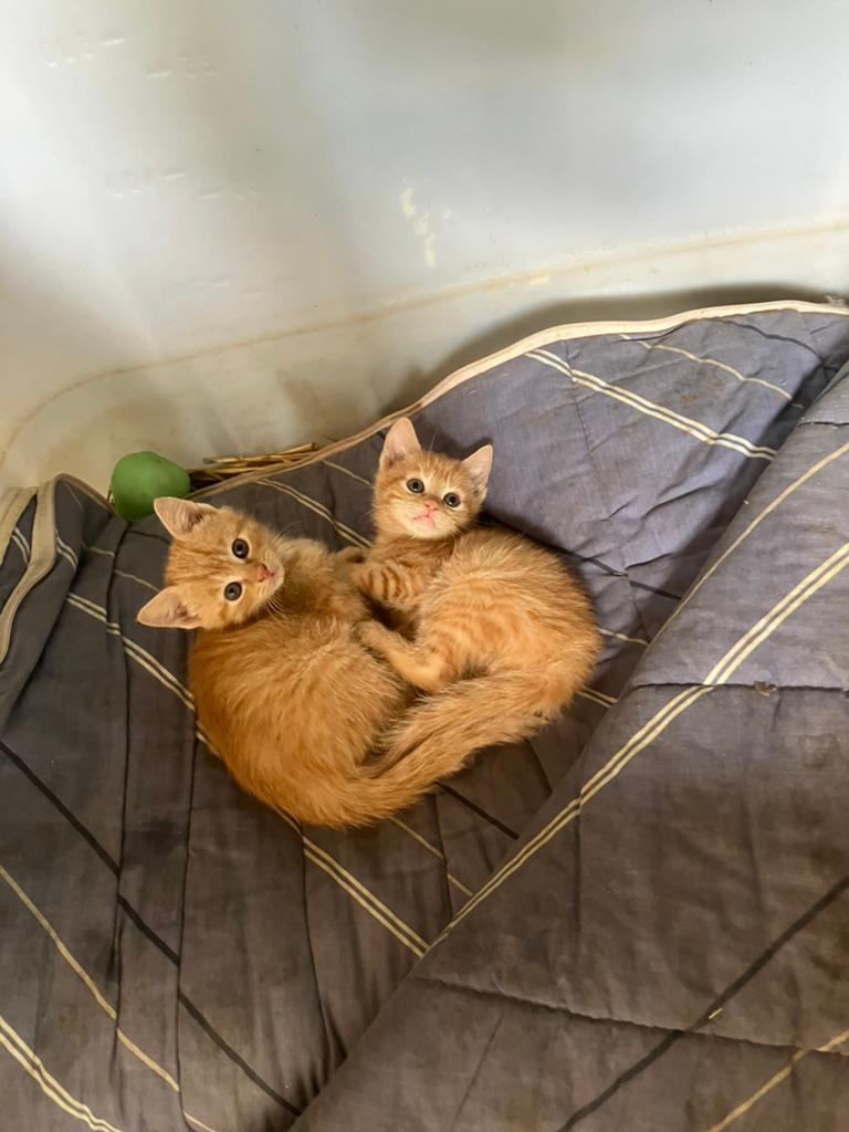Mooie boerderijkittens, Dieren en Toebehoren, Kater, Kortharig