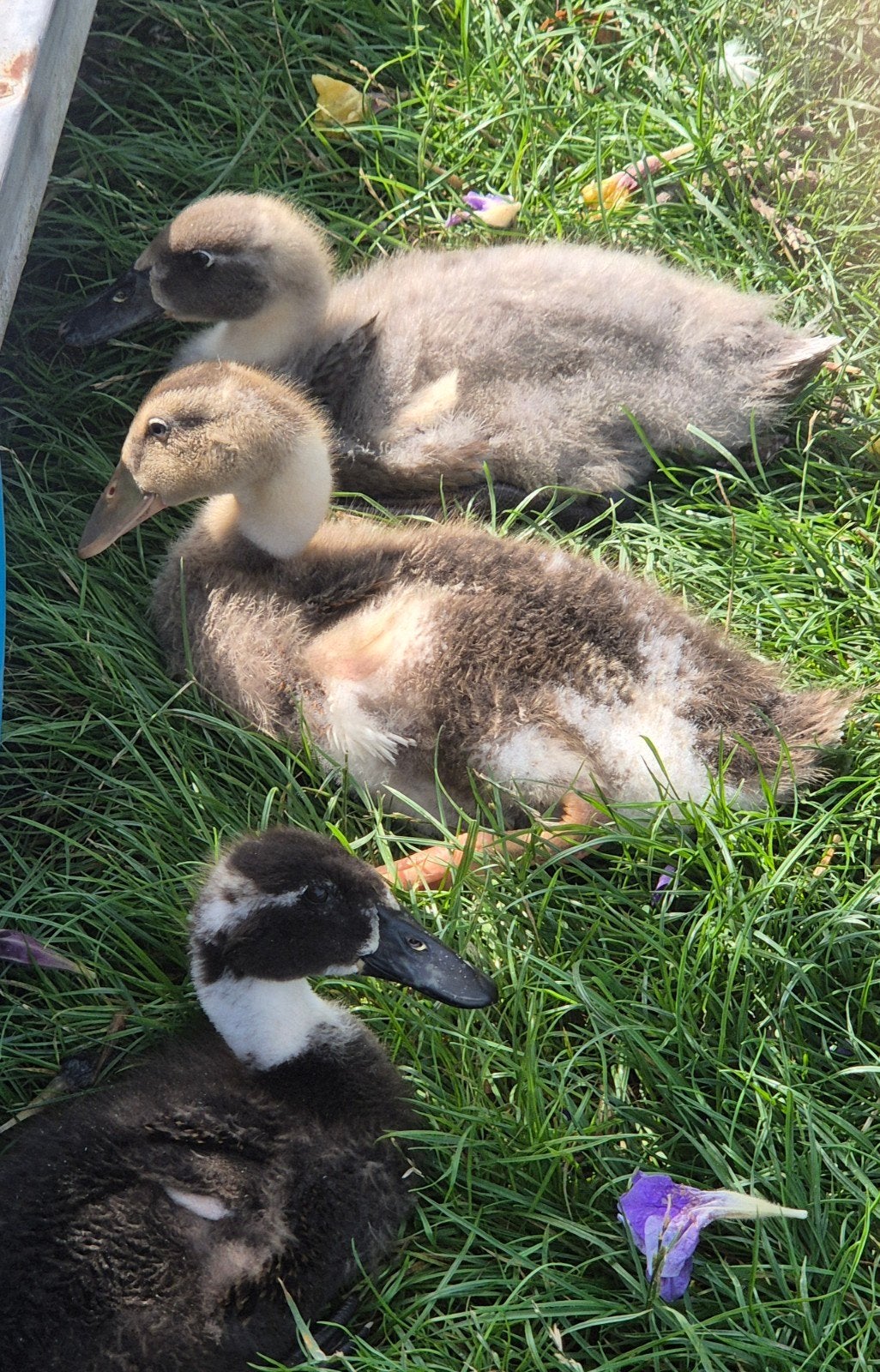 Jonge Indische loopeendjes, Dieren en Toebehoren, Geslacht onbekend, Tam