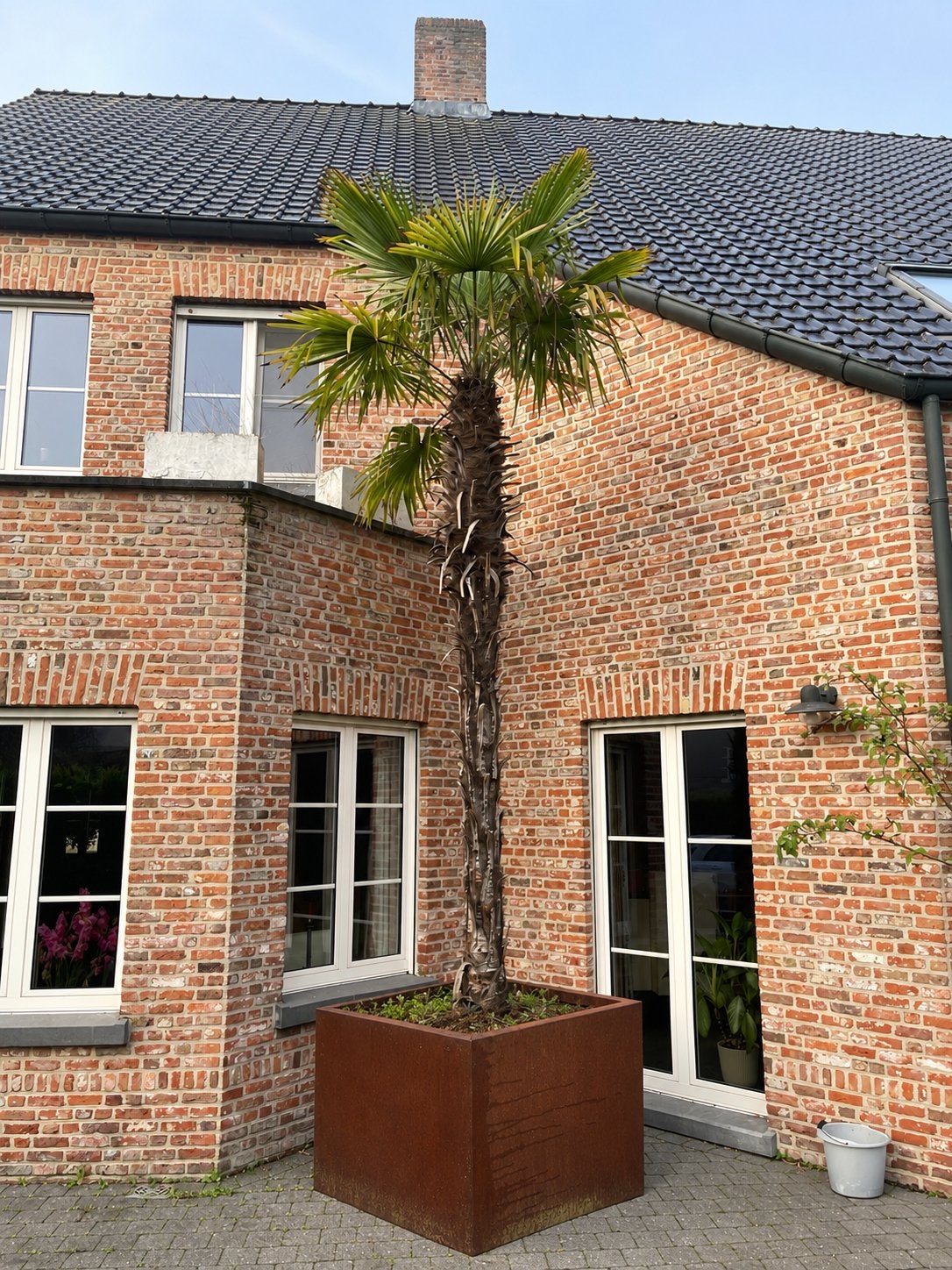Palmbomen 4 X met cortenstaal plantenbakken, Ophalen of Verzenden, Zomer, Palmboom, 400 cm of meer