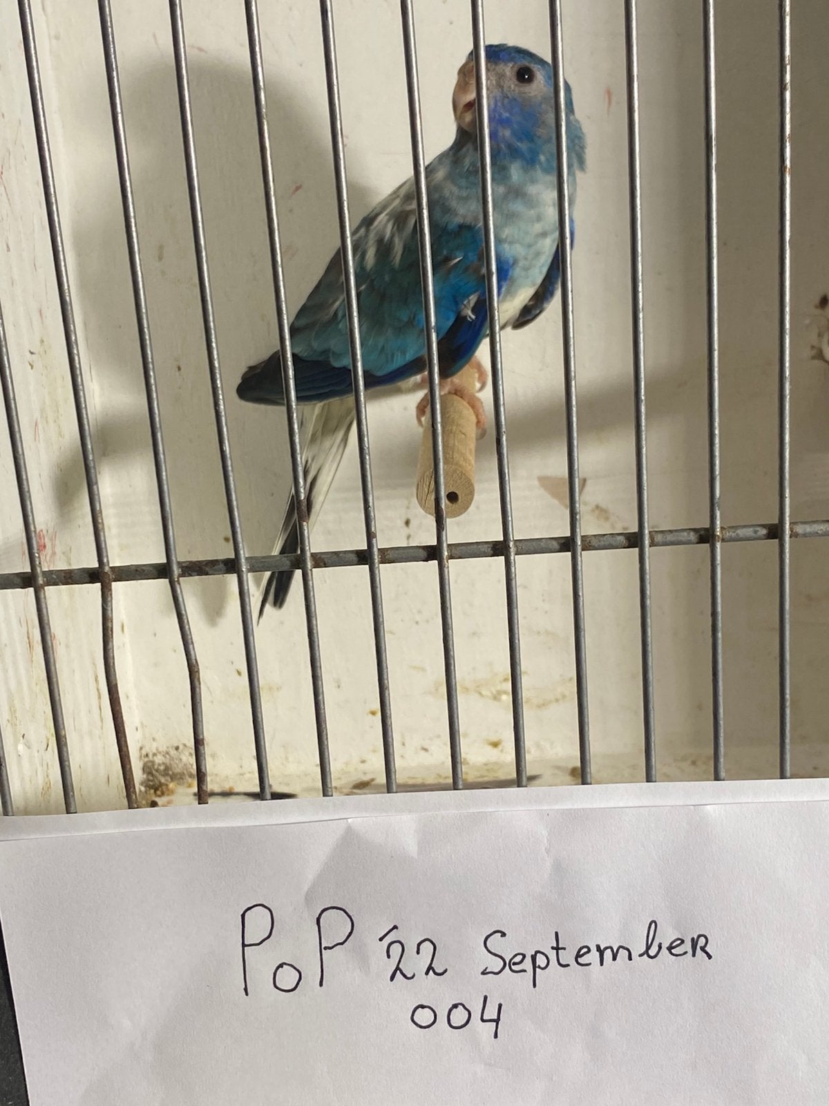 GERESERVEERD 👍WITBORST OPALINE SPLENDID . POP, Dieren en Toebehoren, Vrouwelijk, Parkiet, Geringd