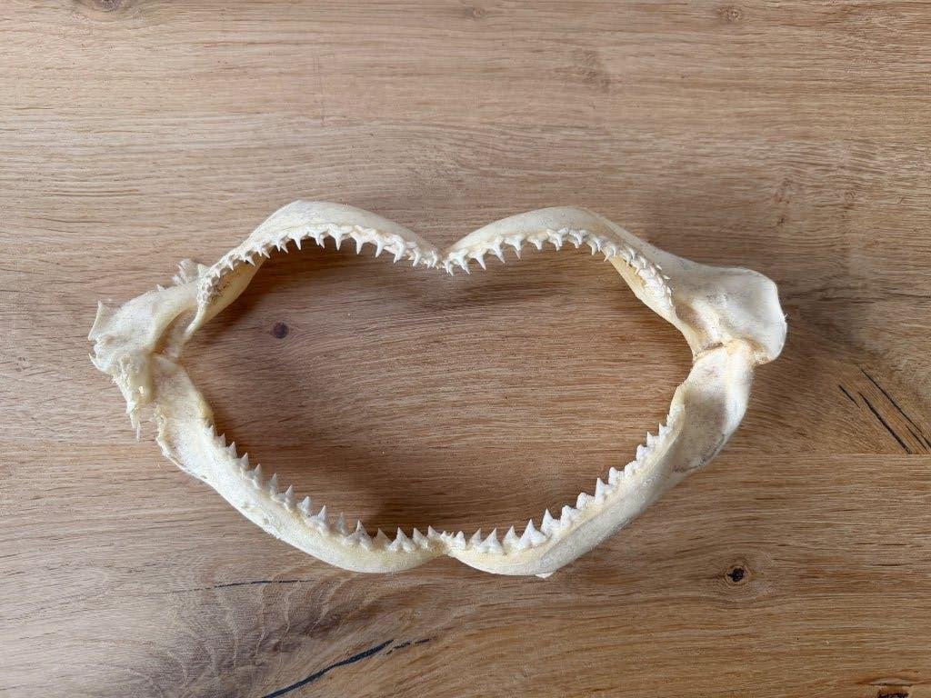 Haaien kaak, Ophalen of Verzenden, Overige typen