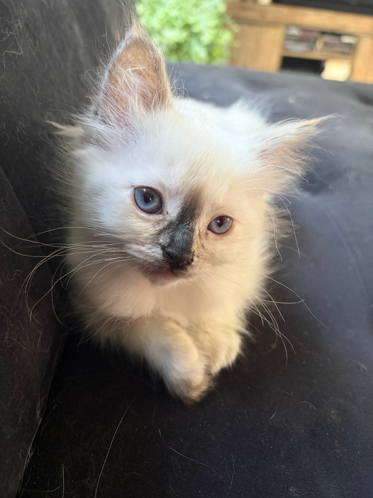 Ragdoll tweeling, Dieren en Toebehoren, Katten en Kittens | Raskatten | Langhaar, Poes, Met stamboom, 0 tot 2 jaar