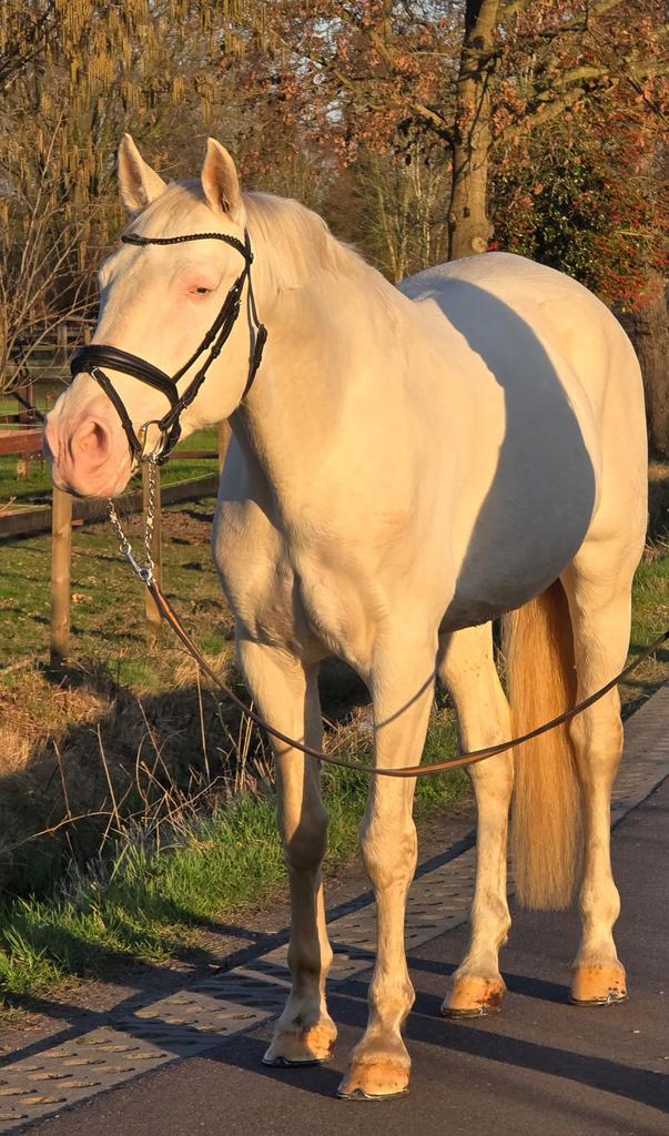 Bijzondere Cremello ruin, Dieren en Toebehoren, Paarden, Met stamboom, Ruin, Dressuurpaard, 170 tot 175 cm