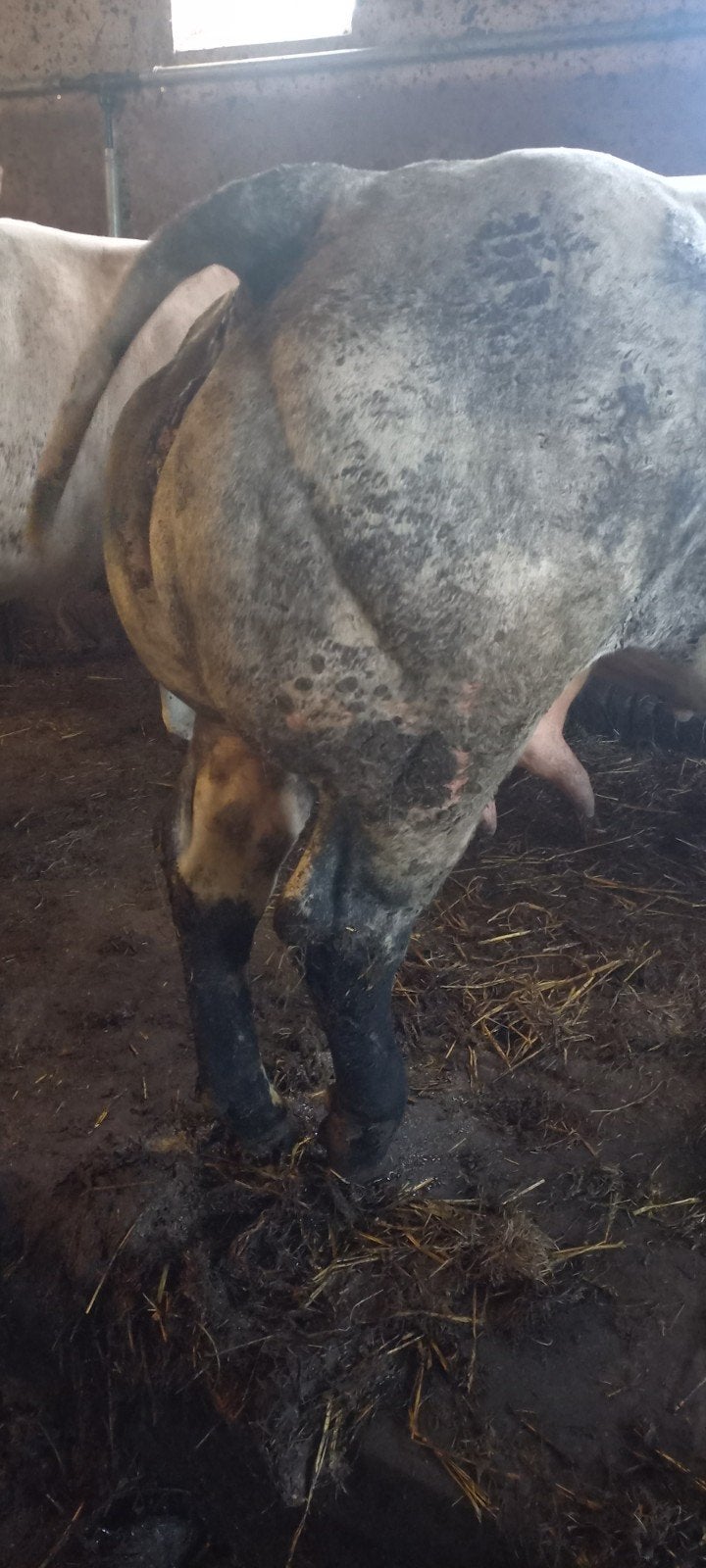 superluxe dikbil te koop leeftijd 06 2023, Dieren en Toebehoren, Runderen, Vrouwelijk, 3 tot 6 jaar