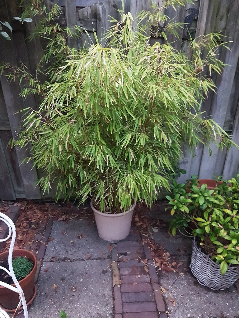 Bamboe in Pot, Tuin en Terras, Volle zon, Vaste plant, Bloeit niet, Ophalen