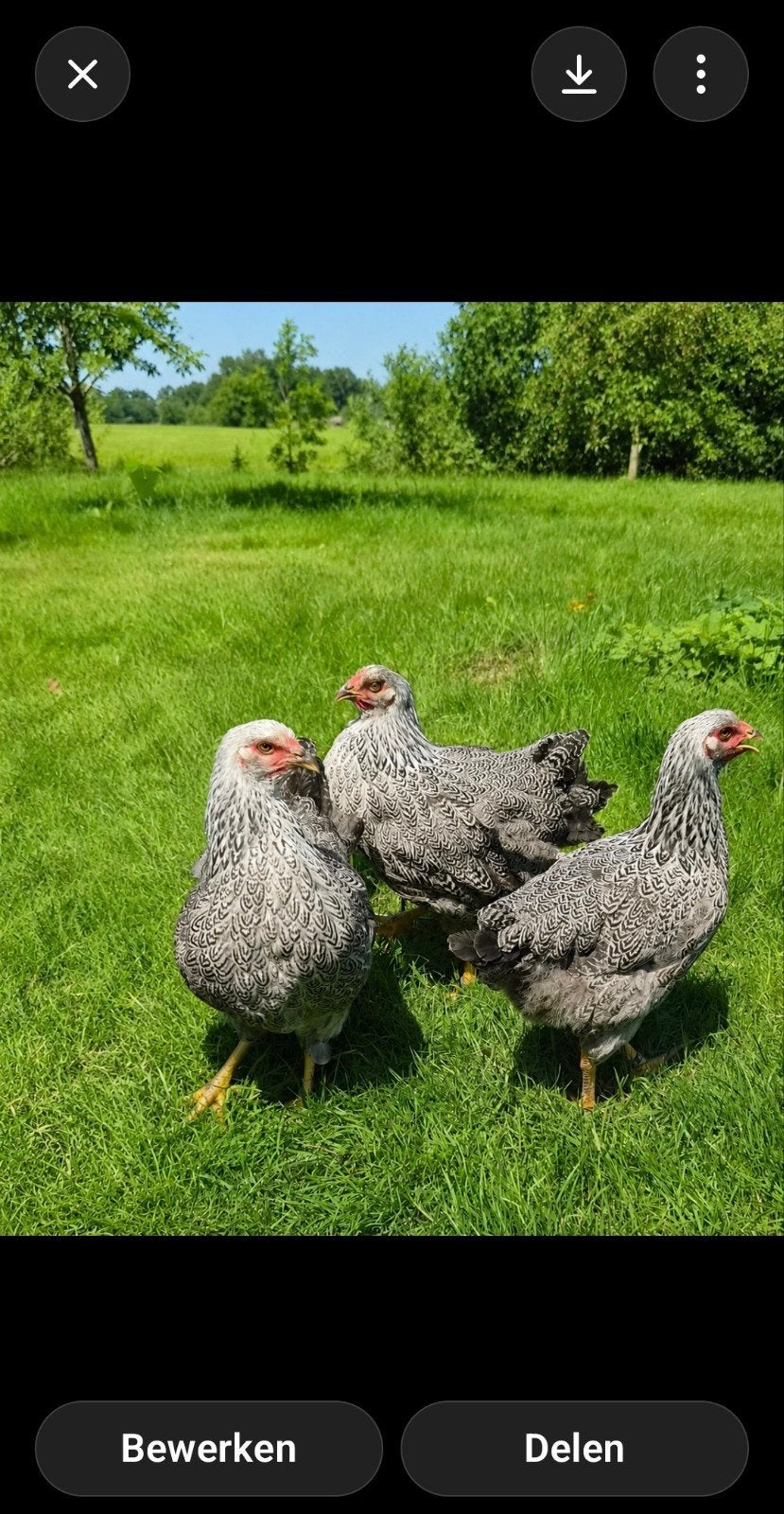 Wyandotte groot meerzomig zilverpatrijs, Dieren en Toebehoren, Pluimvee, Vrouwelijk, Kip