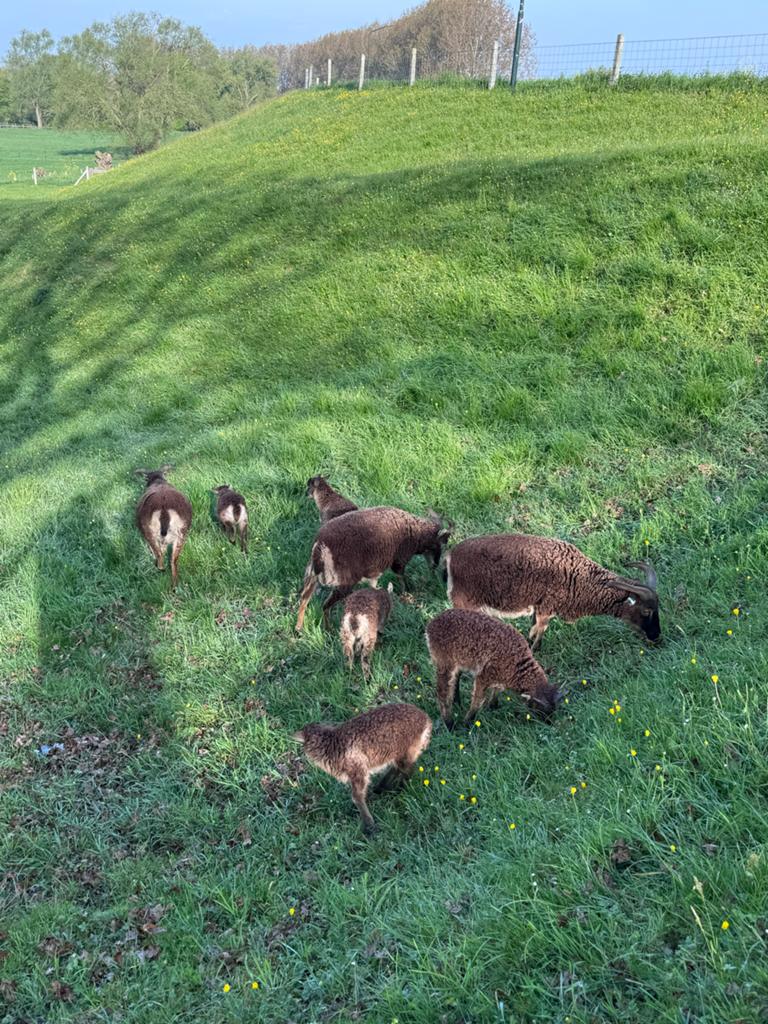 Soay schapen te koop, Dieren en Toebehoren, Meerdere dieren, Schaap, 0 tot 2 jaar