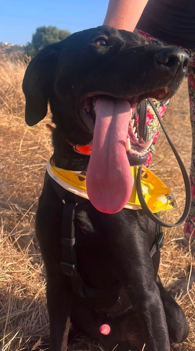 Graf verblijft in Cyprus, Dieren en Toebehoren, Honden | Niet-rashonden, 1 tot 2 jaar, Buitenland, Eén hond, Reu