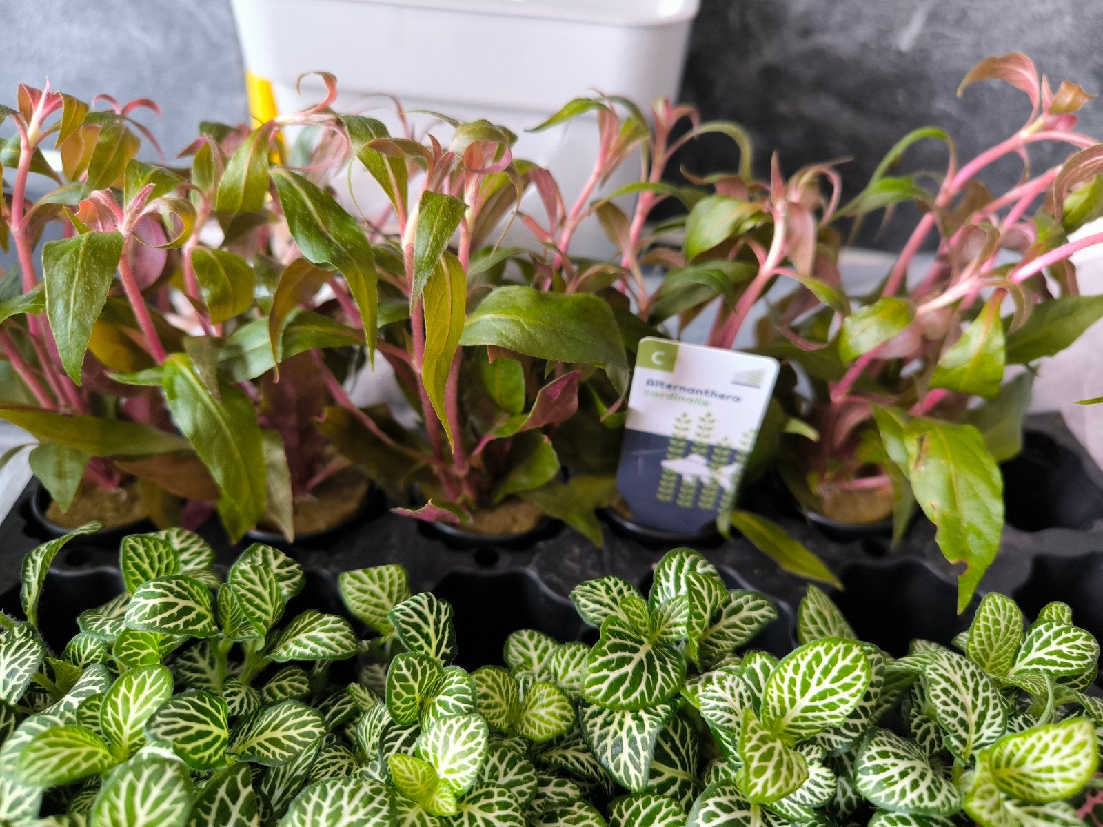 Mooie aquariumplanten. Alternanthera en de grote echinodorus, Ophalen