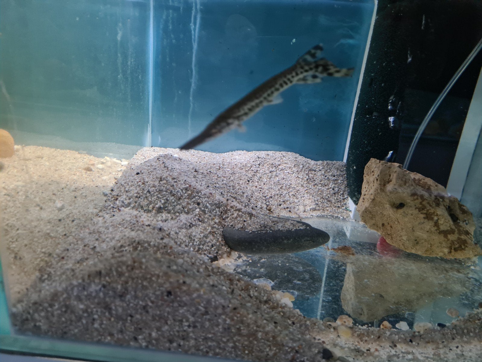 Alligator Gar, Atractosteus Spatula, Beensnoek, Vis, Zoetwatervis