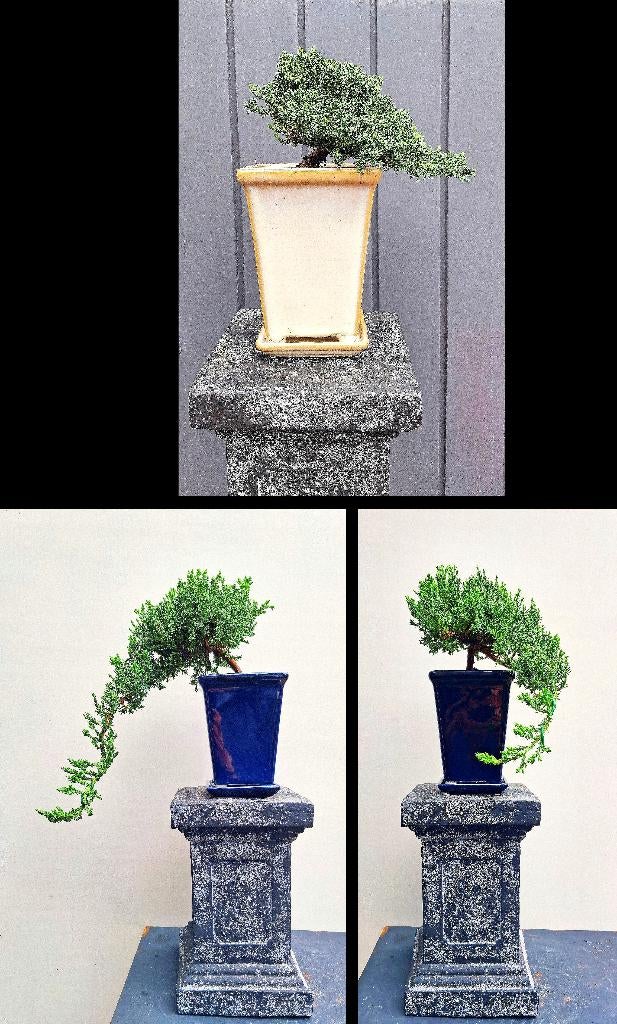 3 Bonsai Jeneverbes Cascade- Juniperus Squamata Blue Star, In pot, Minder dan 100 cm, Bloeiende kamerplant, Bonsai