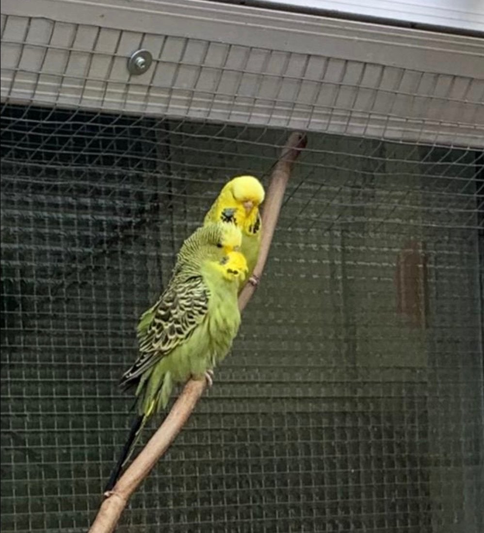 Engelse/grasparkieten, Meerdere dieren, Parkiet