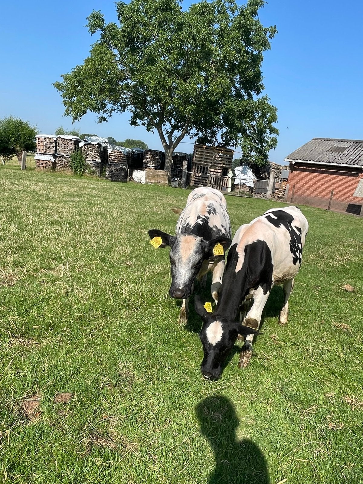 Twee mooie kalfjes te koop, Dieren en Toebehoren, Runderen, Vrouwelijk, 0 tot 2 jaar