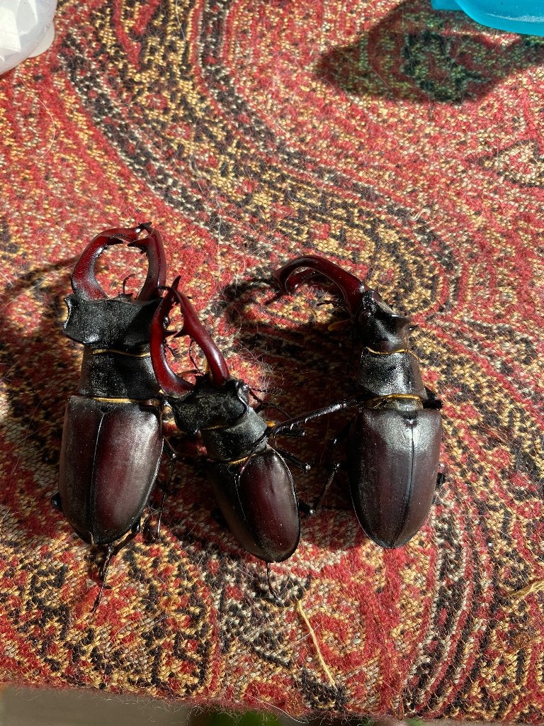 Vliegend hert lucanus cervus hertkever taxidermie preparaat, Ophalen of Verzenden, Nieuw, Hert, Opgezet dier