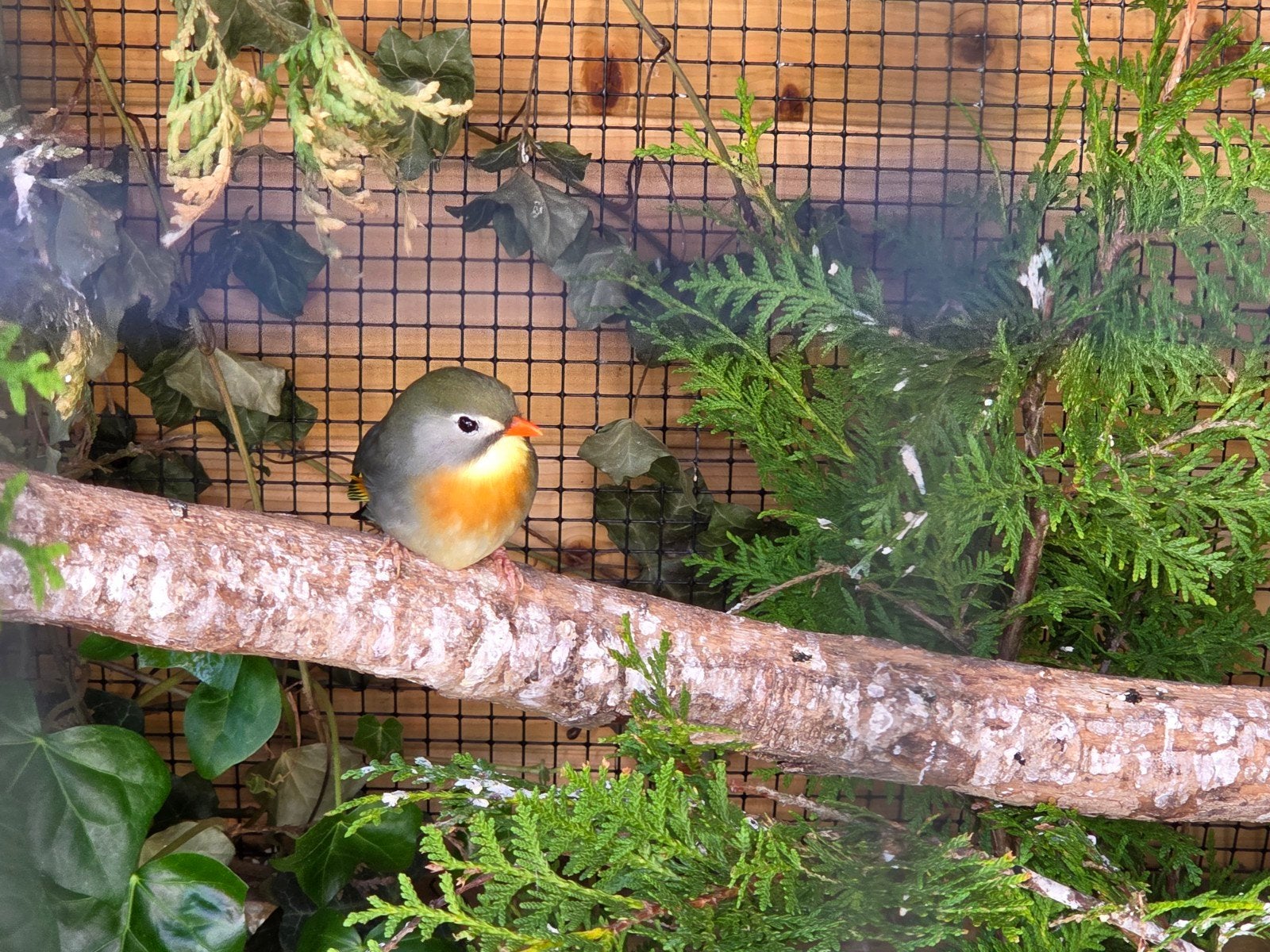 Broedkoppel Japanse nachtegalen, Meerdere dieren, Tropenvogel, Geringd