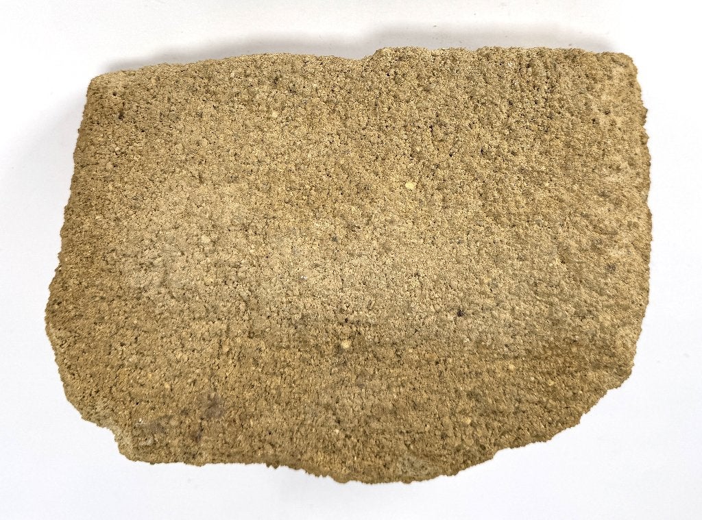 1365. Fossiel tweekleppige schelp, prehistorie, Verzamelen, Ophalen, Fossiel