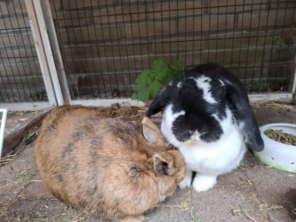 Konijnenpaar inclusief groot hok, Dieren en Toebehoren, Meerdere dieren, Klein, 6 tot 8 jaar