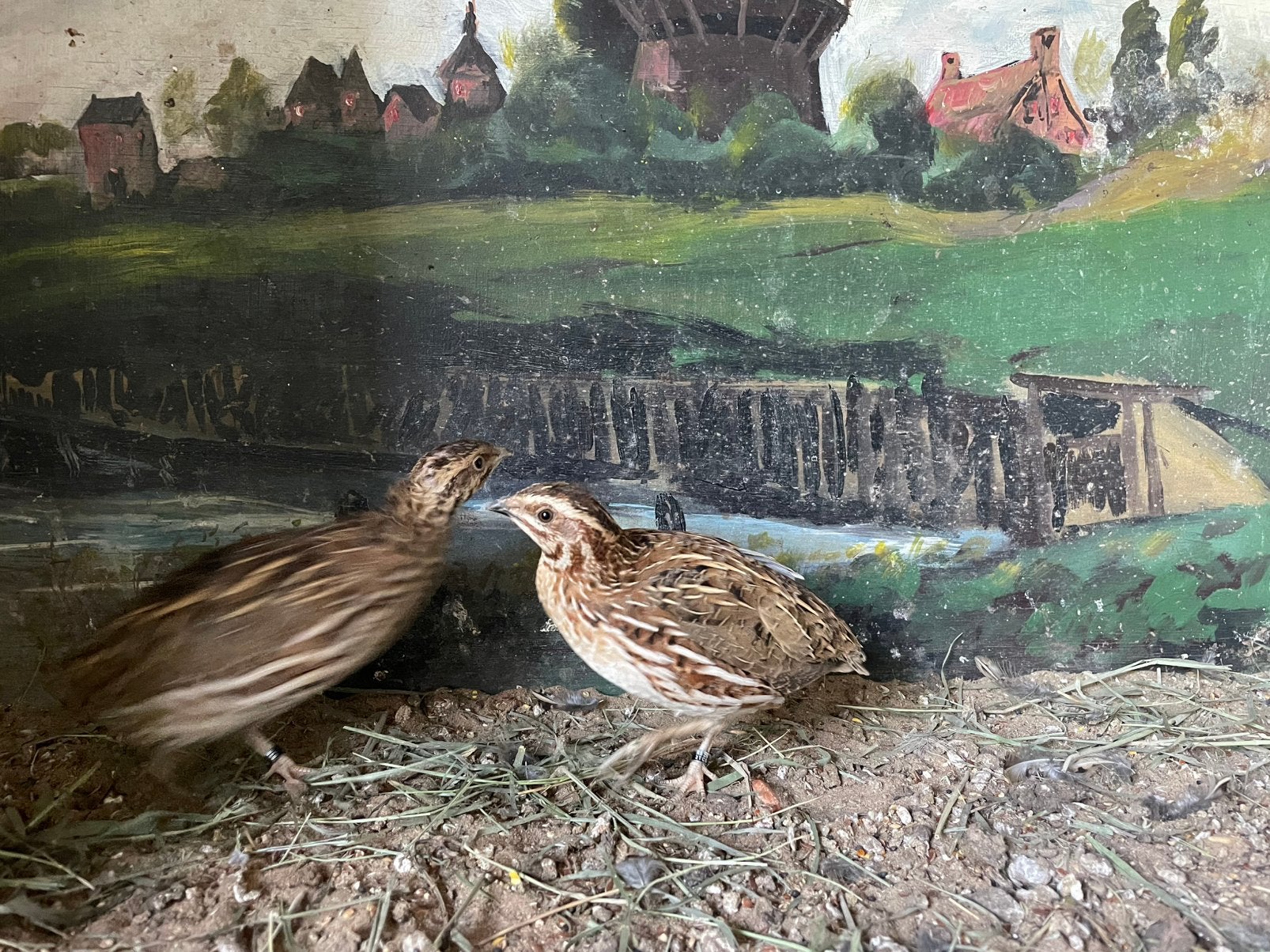 Europese kwartels, Meerdere dieren, Overige soorten