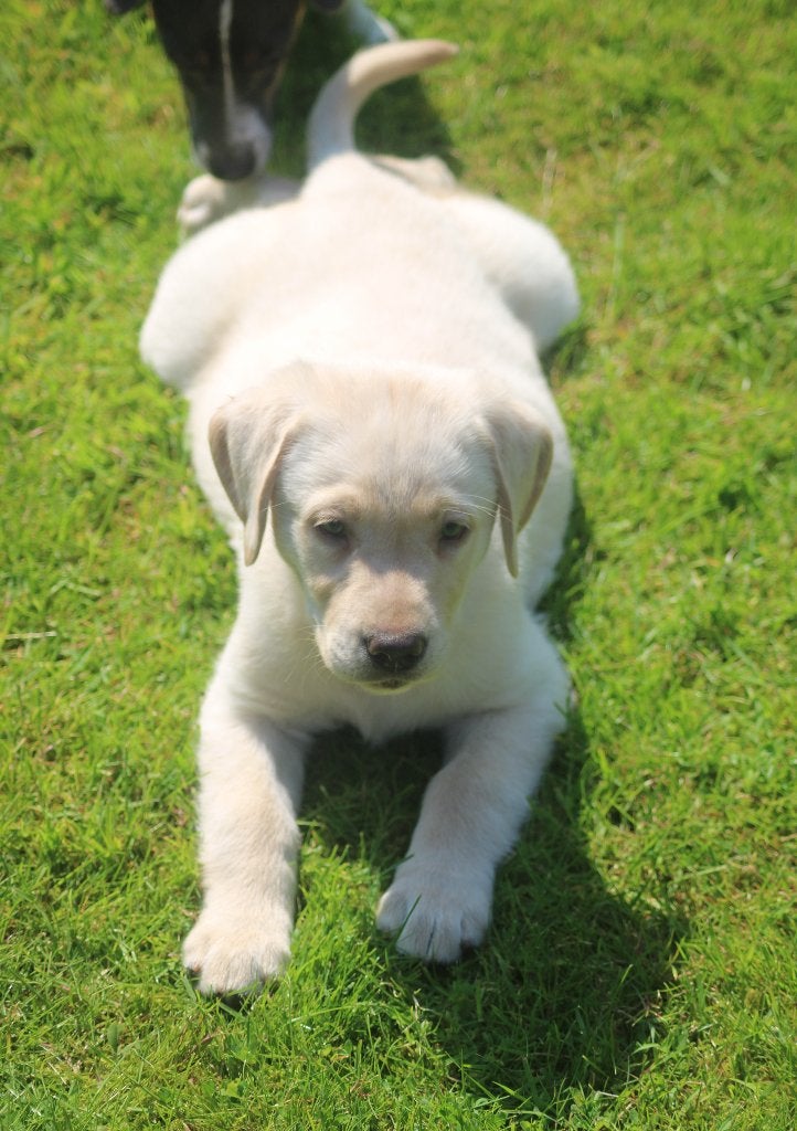 Champagne Labrador pup (Nieuwe fotos), Parvo, 8 tot 15 weken, Labrador retriever, Meerdere