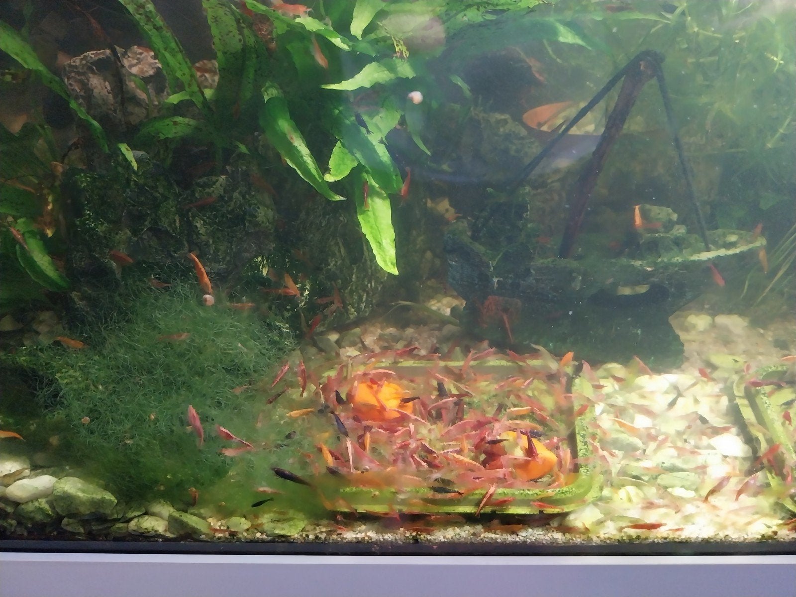 garnalen, Dieren en Toebehoren, Kreeft, Krab of Garnaal, Zoetwatervis, Schoolvis