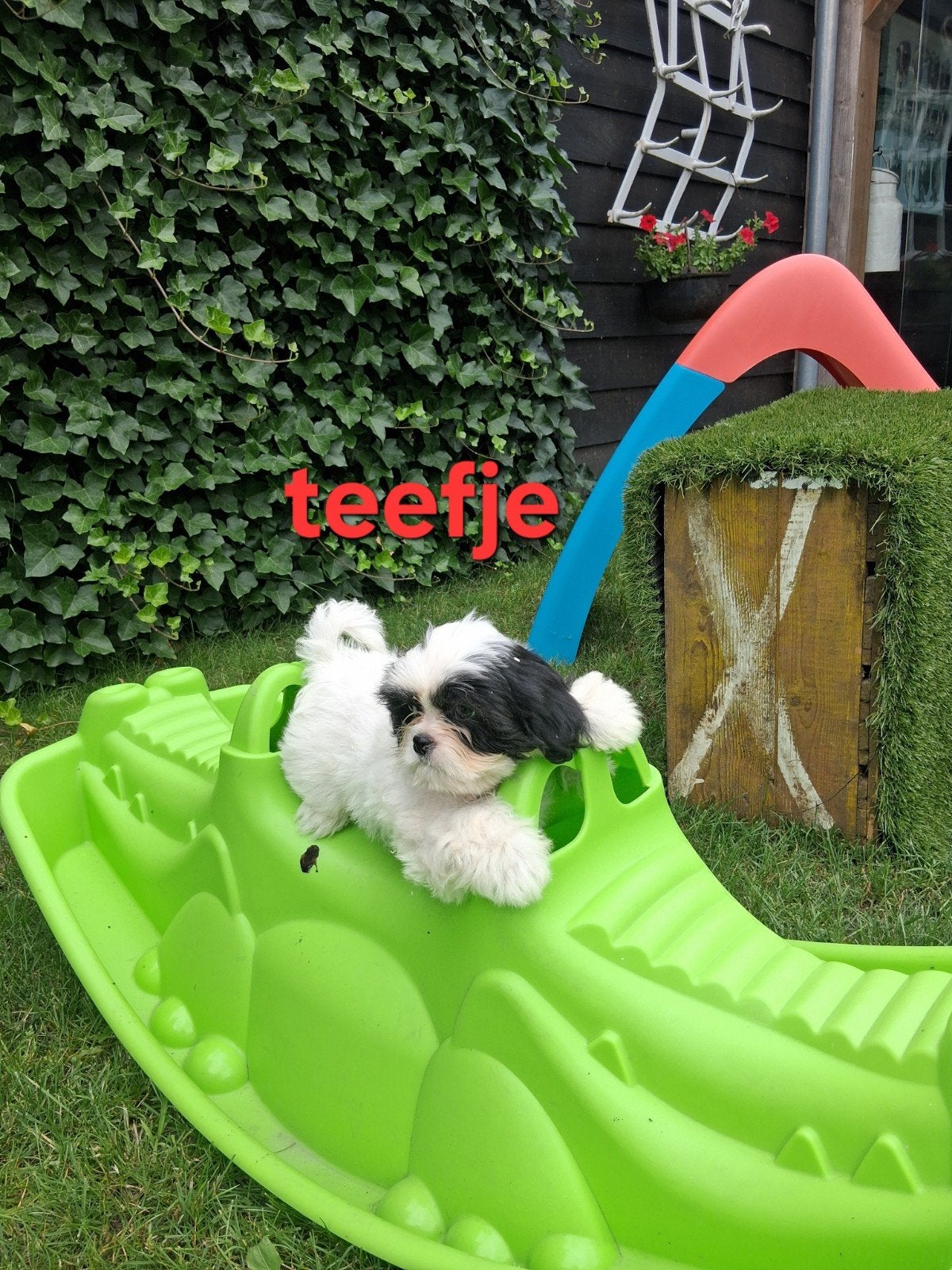 Te koop mooie kleinblijvende speelse boomer pups, Dieren en Toebehoren, Honden | Niet-rashonden, Parvo, 8 tot 15 weken, Meerdere